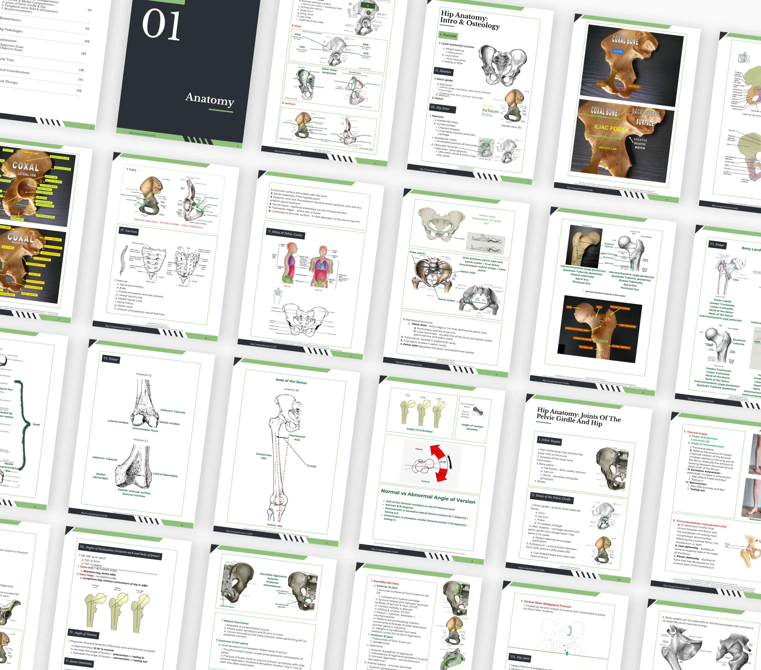 Hip Comprehensive Study Guide - Image 4