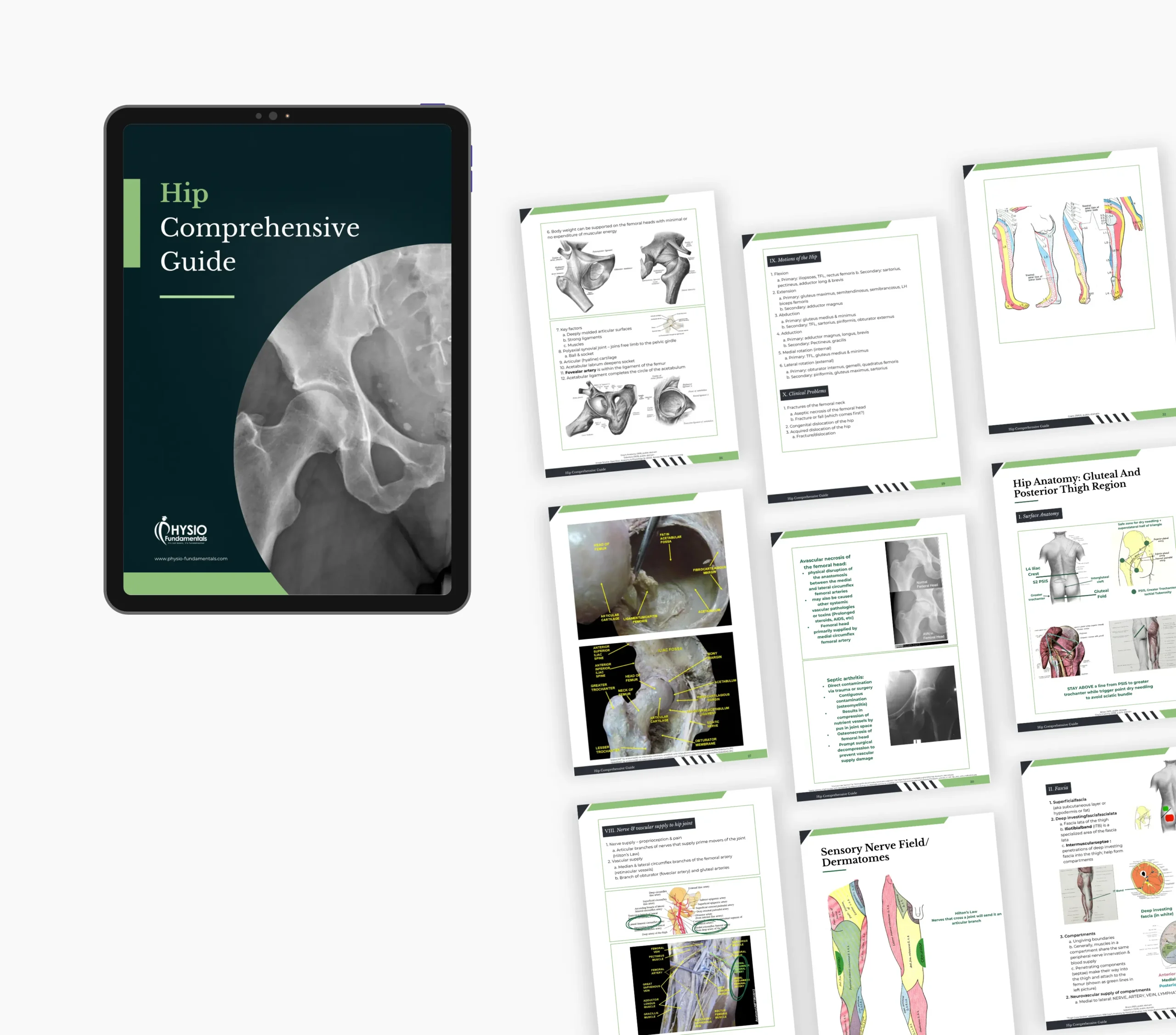 Hip Comprehensive Study Guide - Image 5
