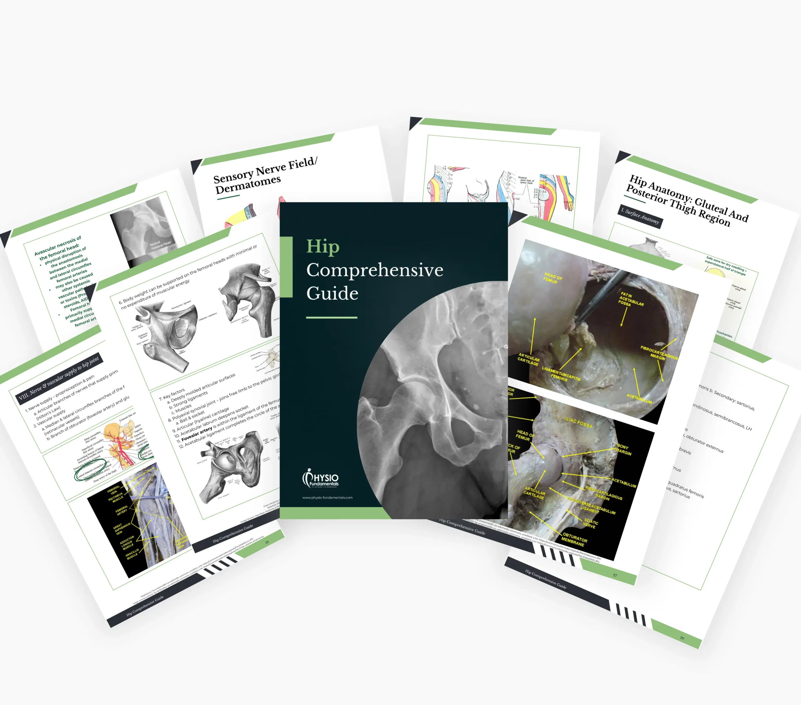 Hip Comprehensive Study Guide - Image 6
