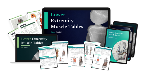 Master Muscle Table Lower Extremity Muscle Tables – Physio Fundamentals