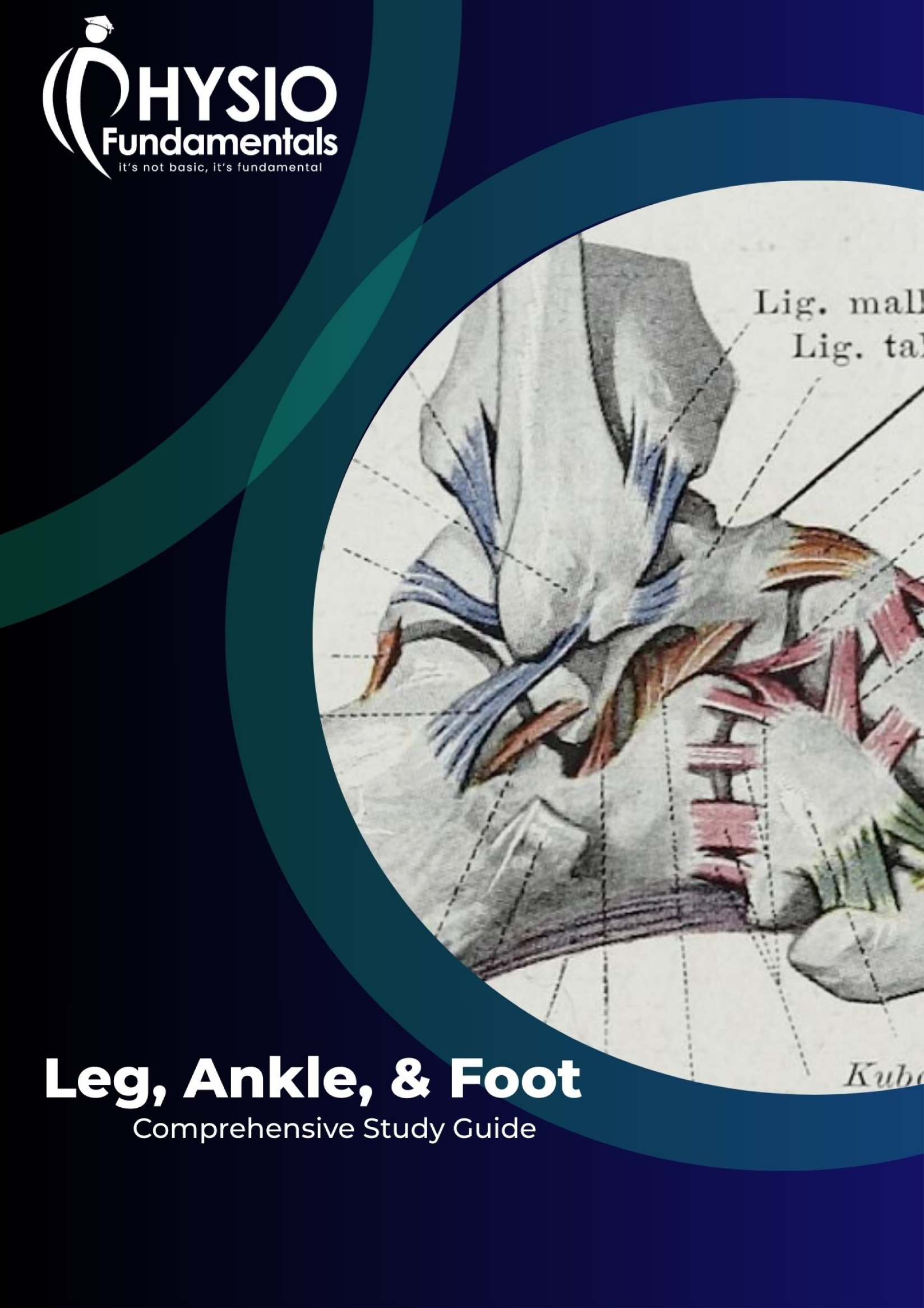 working_leg_ankle_foot_1