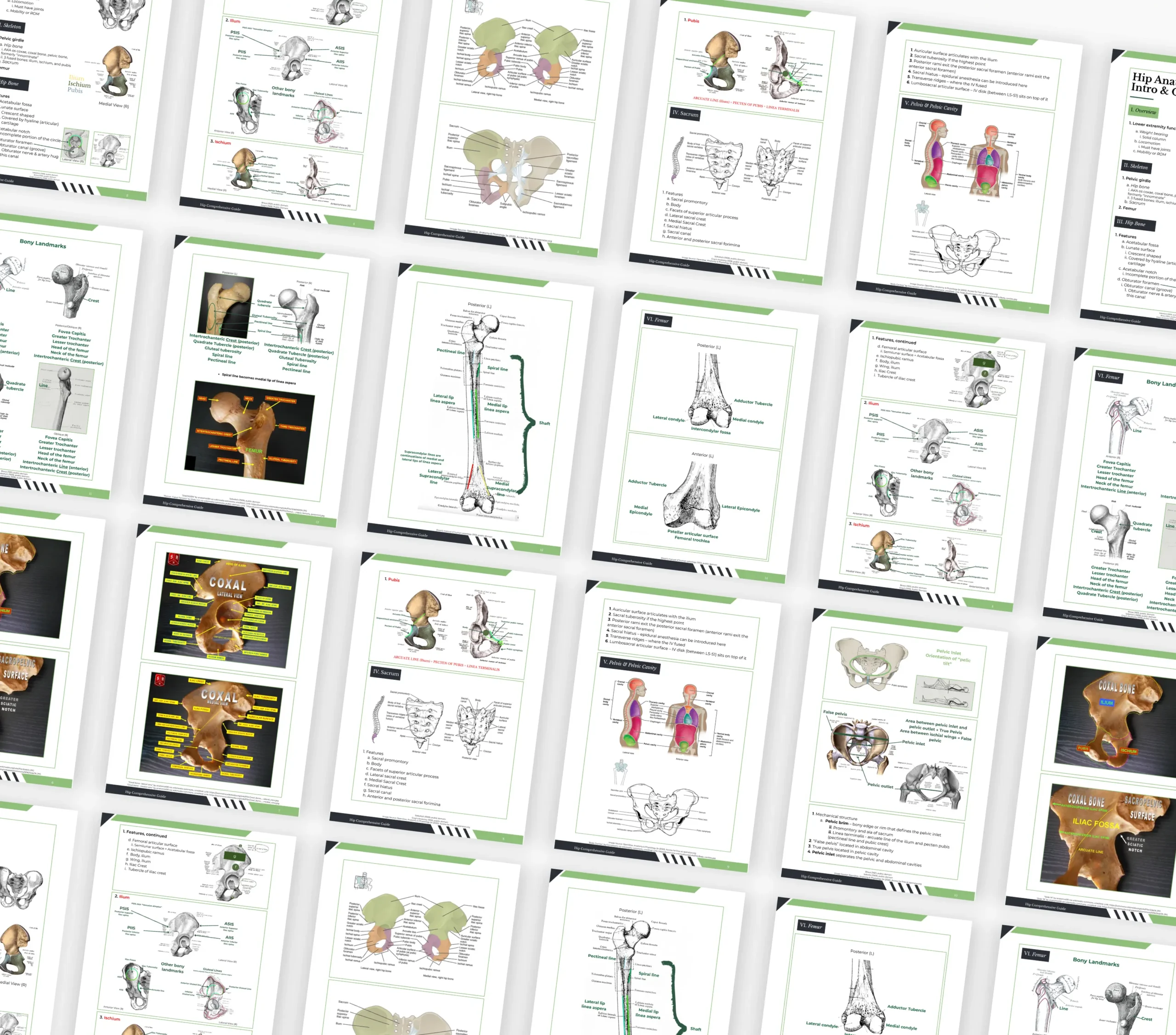 Lower Extremity Osteology Study Guide - Image 4