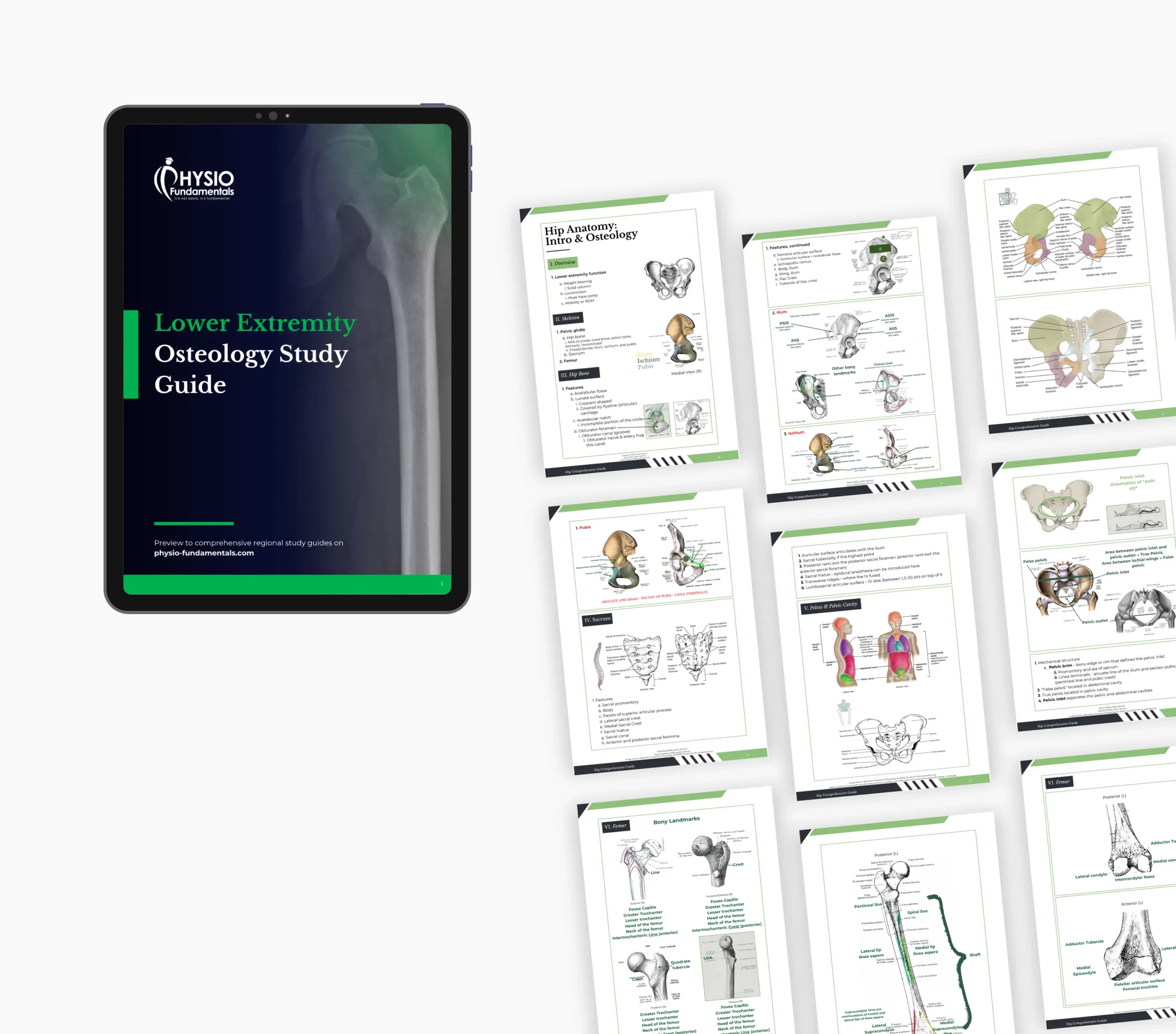 Lower Extremity Osteology Study Guide - Image 5