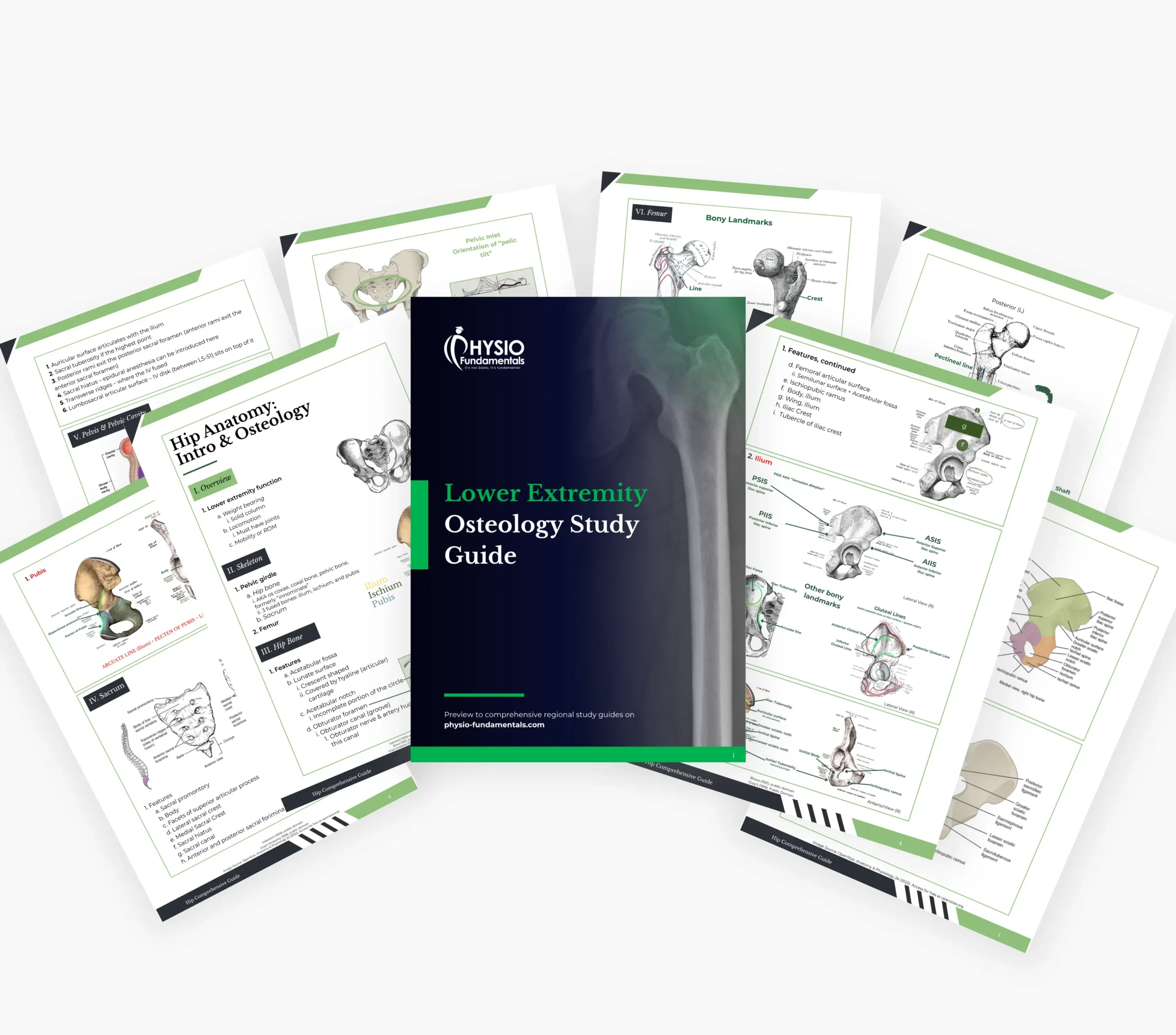 Lower Extremity Osteology Study Guide - Image 6