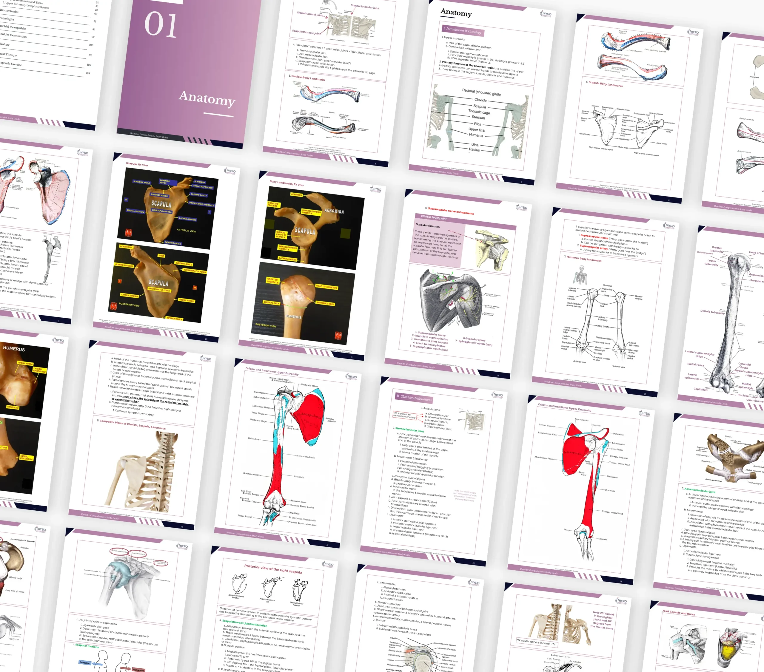 Shoulder Comprehensive Guide - Image 4