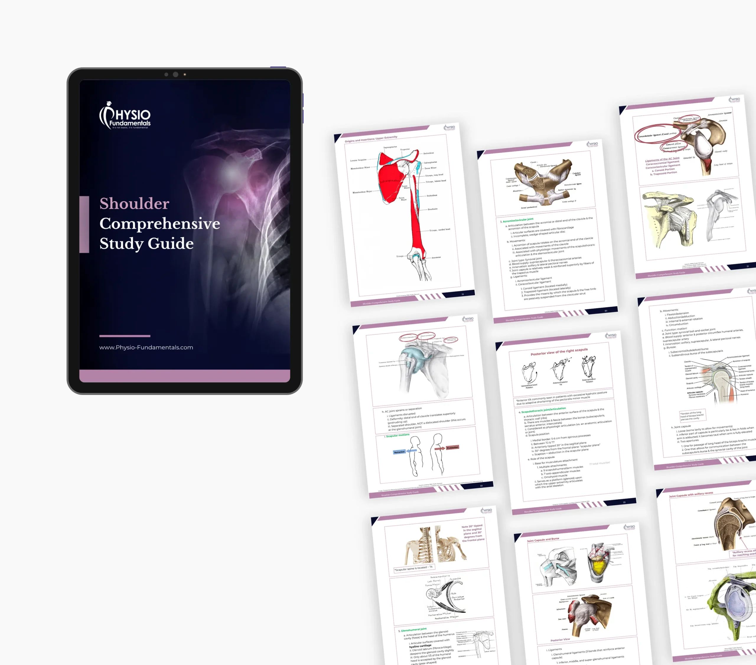 Shoulder Comprehensive Guide - Image 5